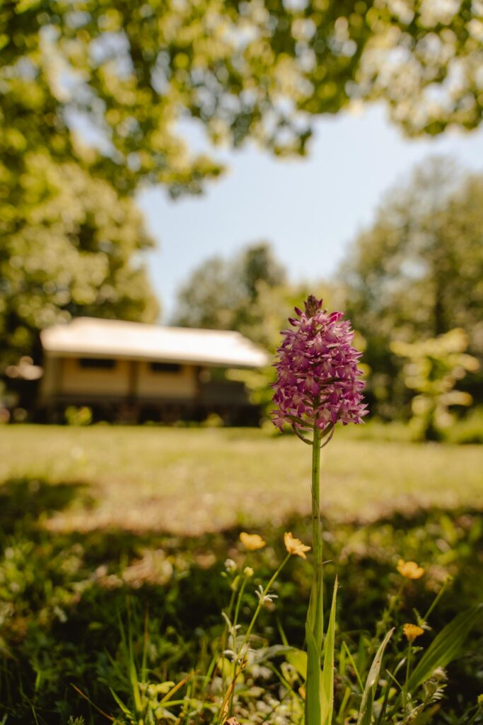 tente lodge et orchidée
